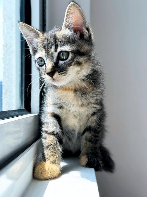Aurora - Domestic Short Hair Cat