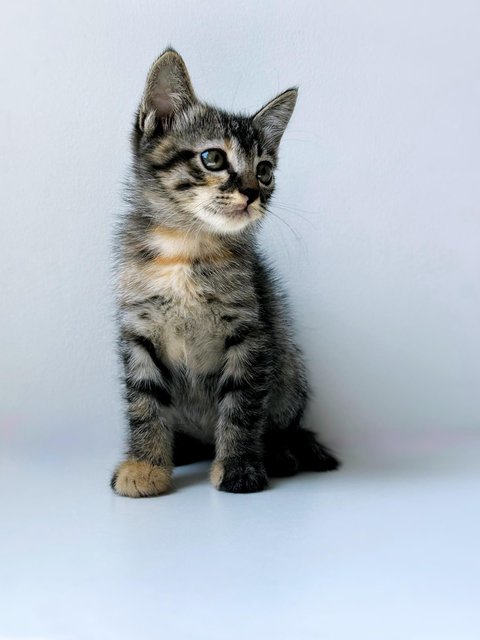 Aurora - Domestic Short Hair Cat