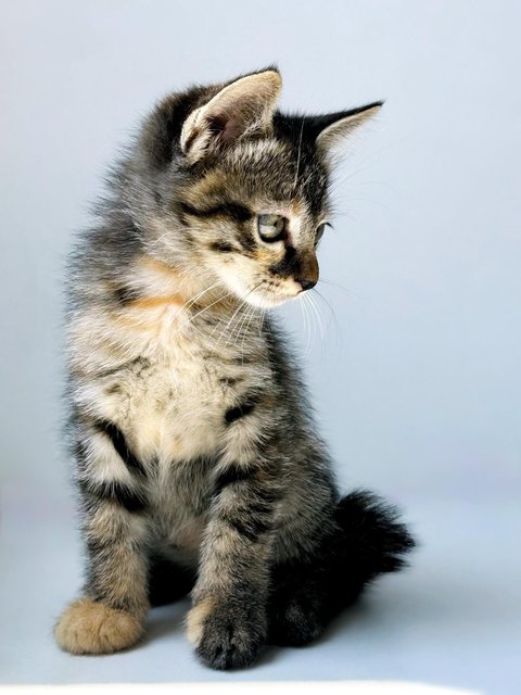 Aurora - Domestic Short Hair Cat