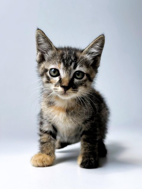 Aurora - Domestic Short Hair Cat