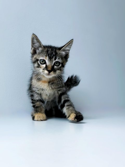 Aurora - Domestic Short Hair Cat