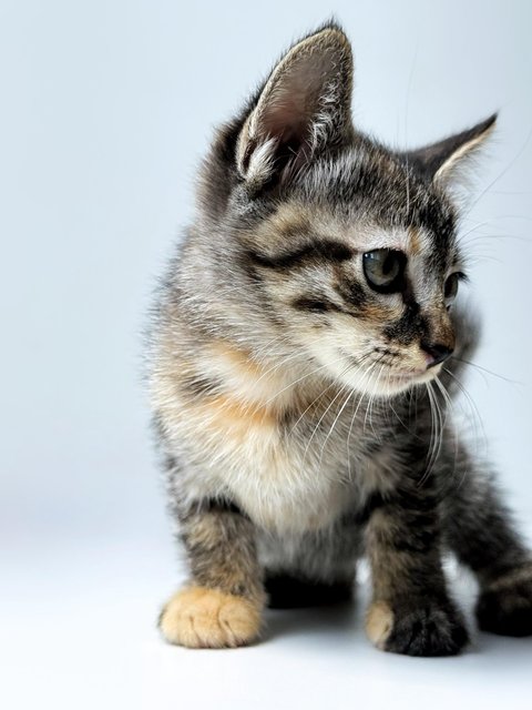 Aurora - Domestic Short Hair Cat