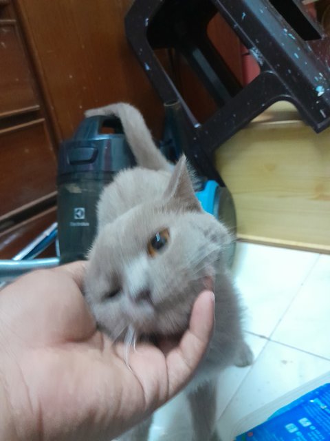 Lala - British Shorthair Cat