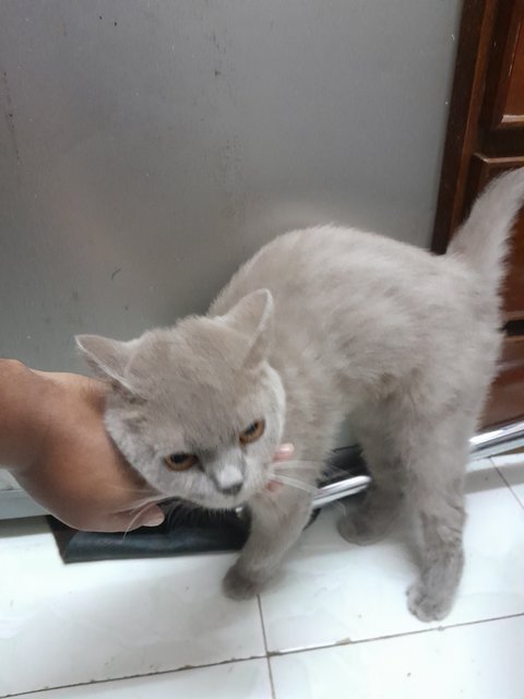 Lala - British Shorthair Cat