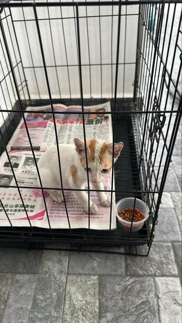 None - Domestic Short Hair Cat