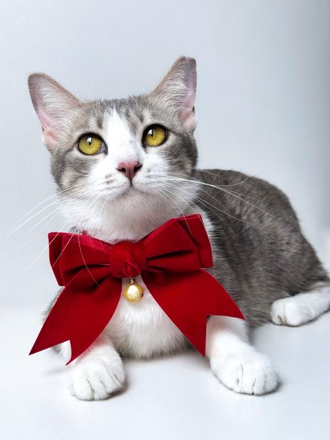 Krystal Ball - Domestic Short Hair Cat
