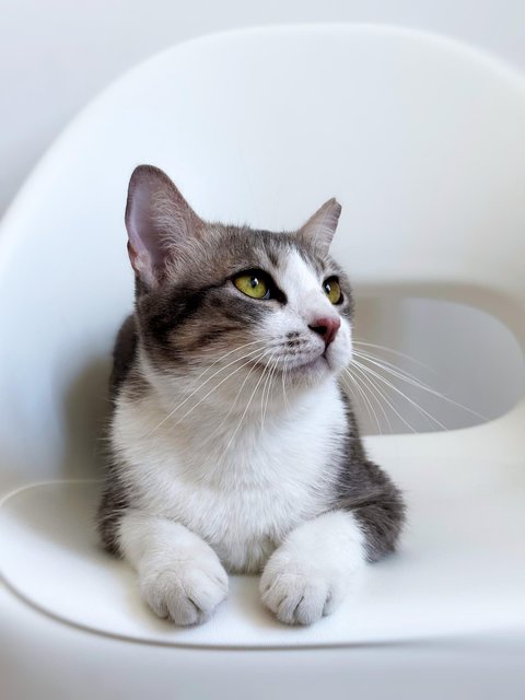 Krystal Ball - Domestic Short Hair Cat