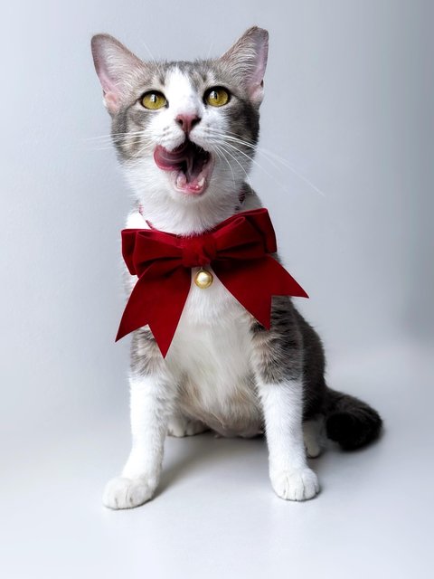 Krystal Ball - Domestic Short Hair Cat