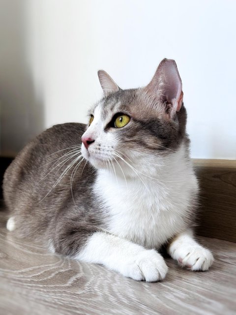 Krystal Ball - Domestic Short Hair Cat