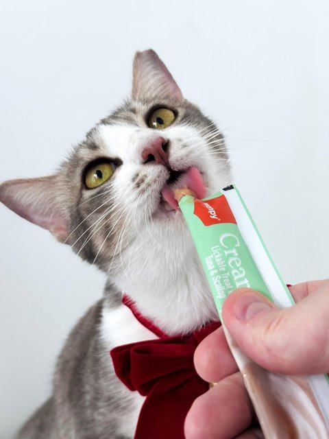Krystal Ball - Domestic Short Hair Cat