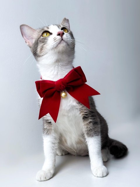 Krystal Ball - Domestic Short Hair Cat
