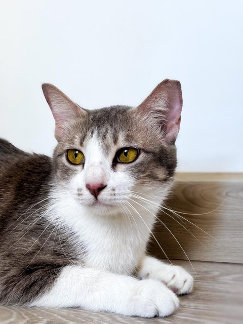 Krystal Ball - Domestic Short Hair Cat