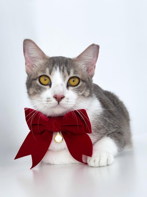 Krystal Ball - Domestic Short Hair Cat