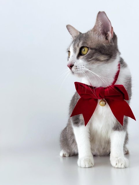 Krystal Ball - Domestic Short Hair Cat