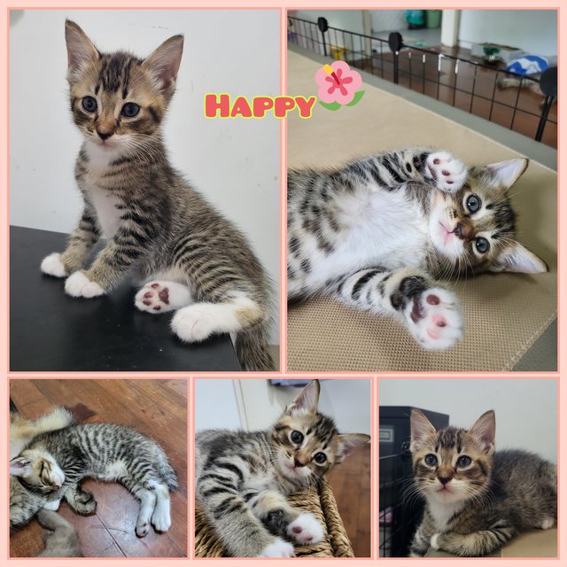 Ashley &amp; The Gang - Domestic Short Hair Cat