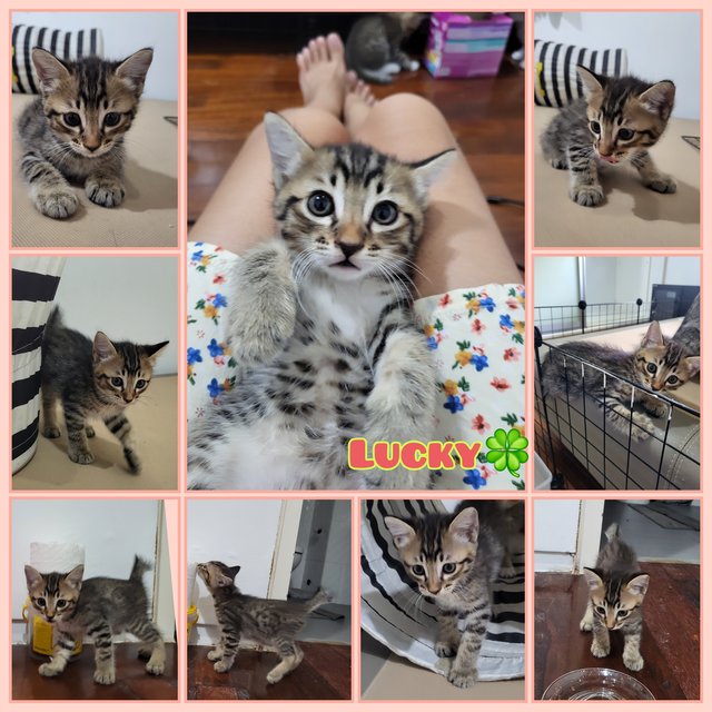 Ashley &amp; The Gang - Domestic Short Hair Cat