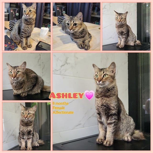 Ashley &amp; The Gang - Domestic Short Hair Cat