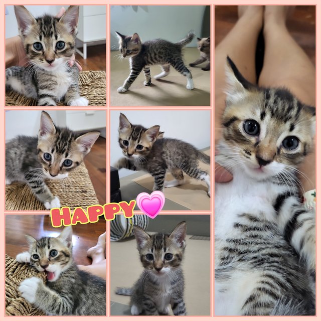Ashley &amp; The Gang - Domestic Short Hair Cat