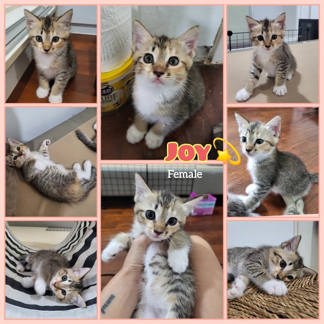Ashley &amp; The Gang - Domestic Short Hair Cat