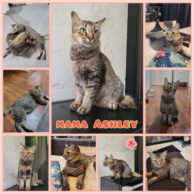 Ashley &amp; The Gang - Domestic Short Hair Cat