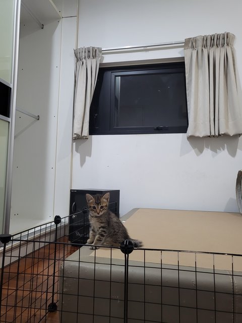 Ashley &amp; The Gang - Domestic Short Hair Cat