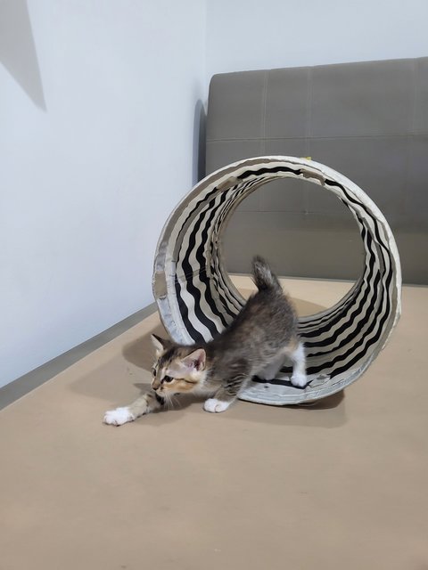 Ashley &amp; The Gang - Domestic Short Hair Cat