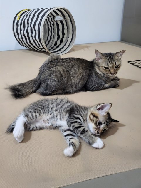 Ashley &amp; The Gang - Domestic Short Hair Cat
