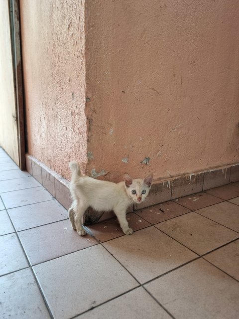 Wilson - Siamese Cat