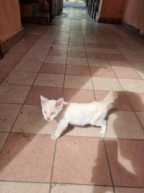Wilson - Siamese Cat
