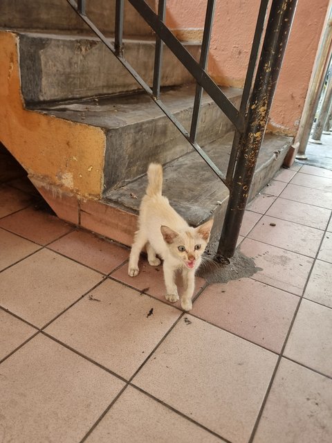 Wilson - Siamese Cat