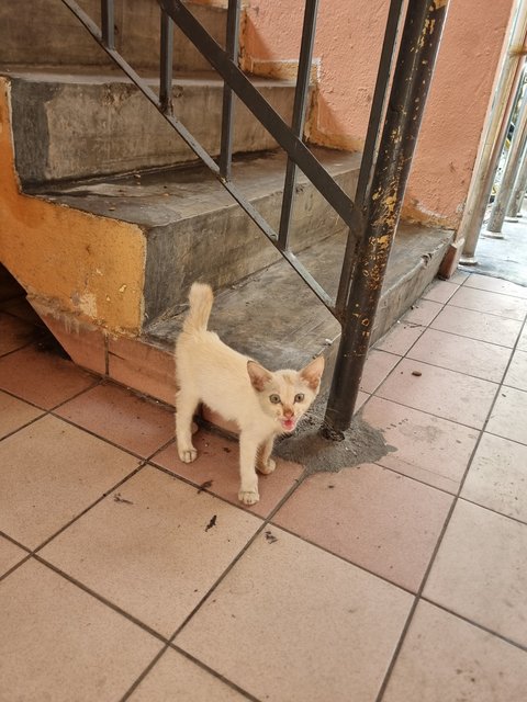 Wilson - Siamese Cat