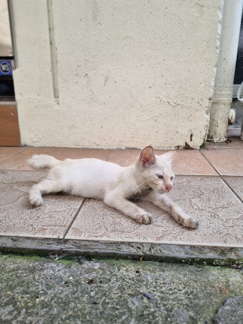 Wilson - Siamese Cat