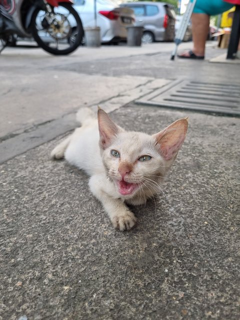 Wilson - Siamese Cat