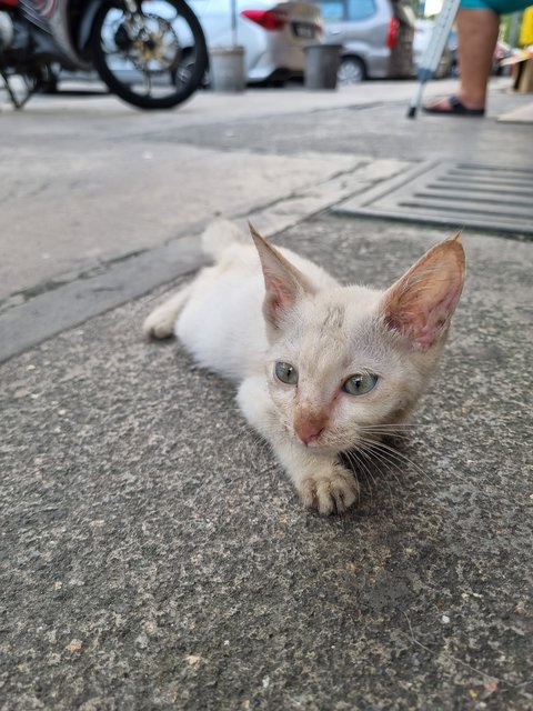 Wilson - Siamese Cat
