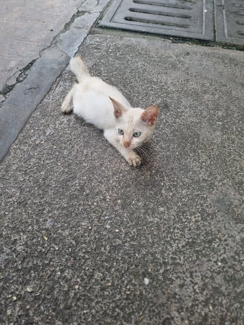 Wilson - Siamese Cat