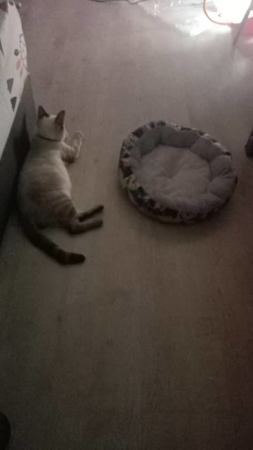 Ivy - Siamese Cat