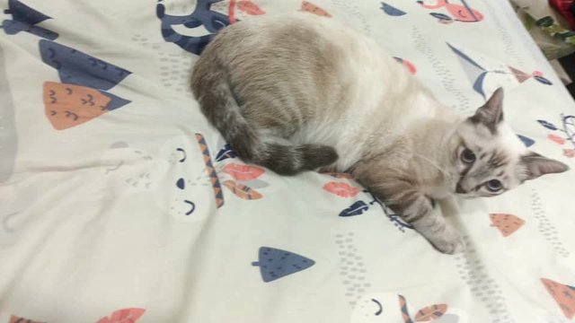 Ivy - Siamese Cat