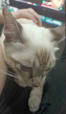 Ivy - Siamese Cat