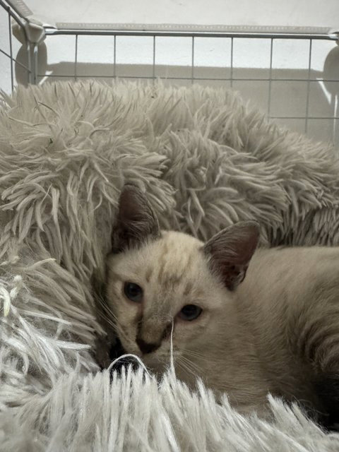 Ivy - Siamese Cat