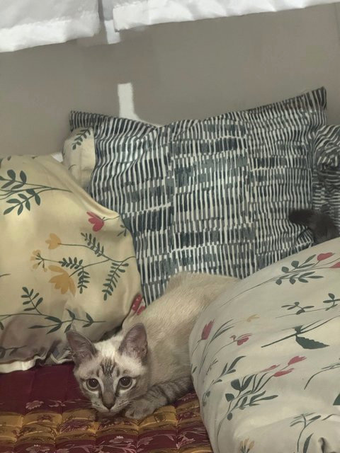 Ivy - Siamese Cat