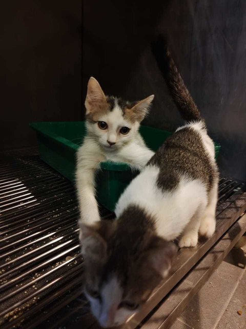 Foxy And Milo - Domestic Short Hair Cat