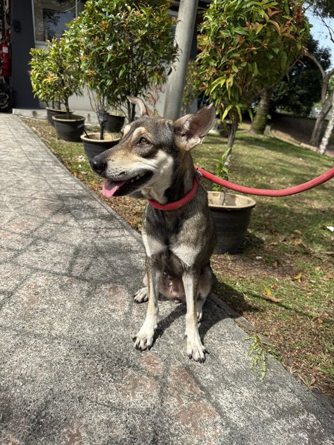 Mia - Mixed Breed Dog