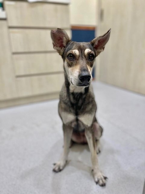 Mia - Mixed Breed Dog