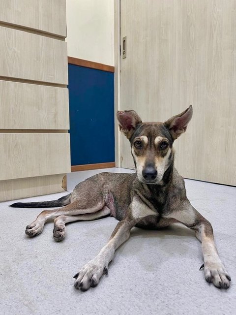 Mia - Mixed Breed Dog