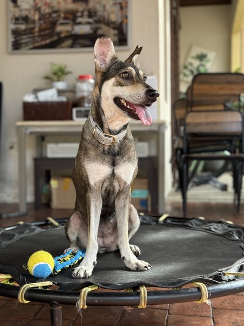 Mia - Mixed Breed Dog