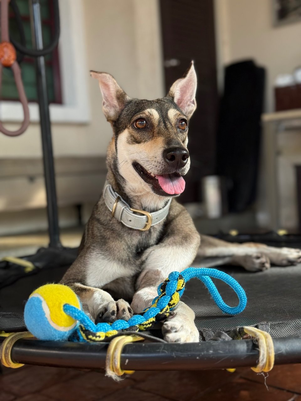 Mia - Mixed Breed Dog