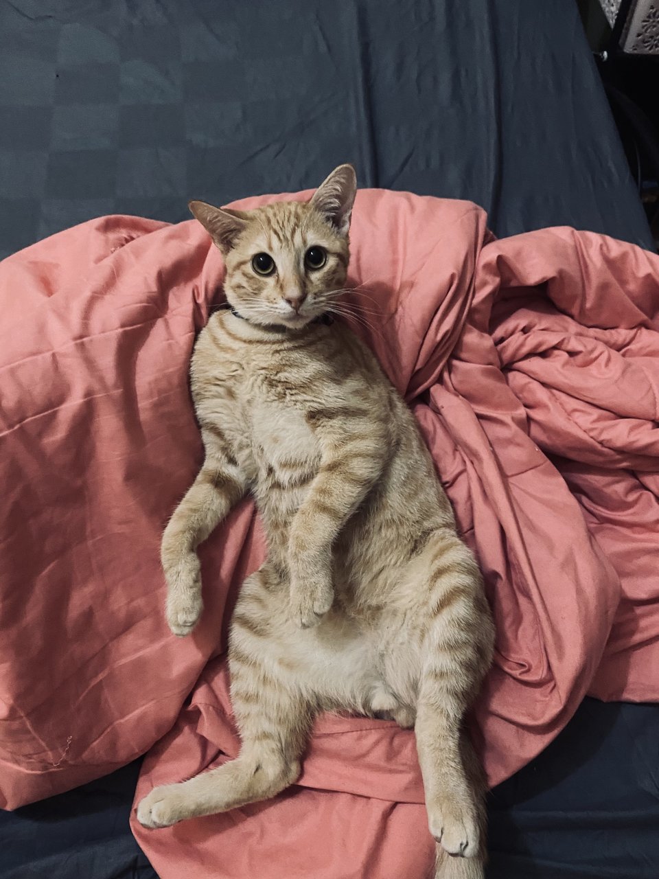 Soju - Domestic Short Hair Cat