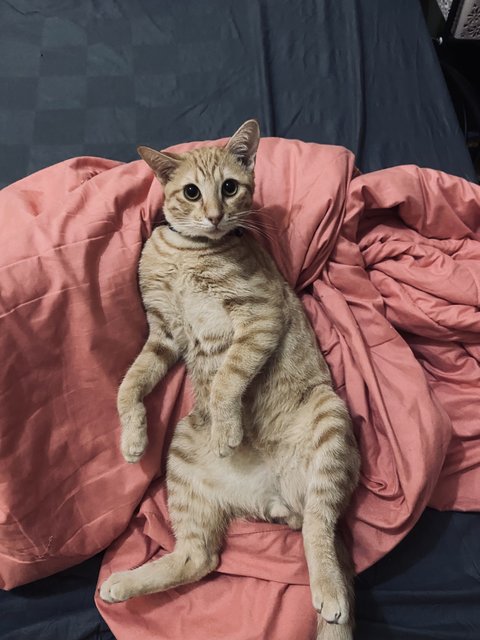 Soju - Domestic Short Hair Cat