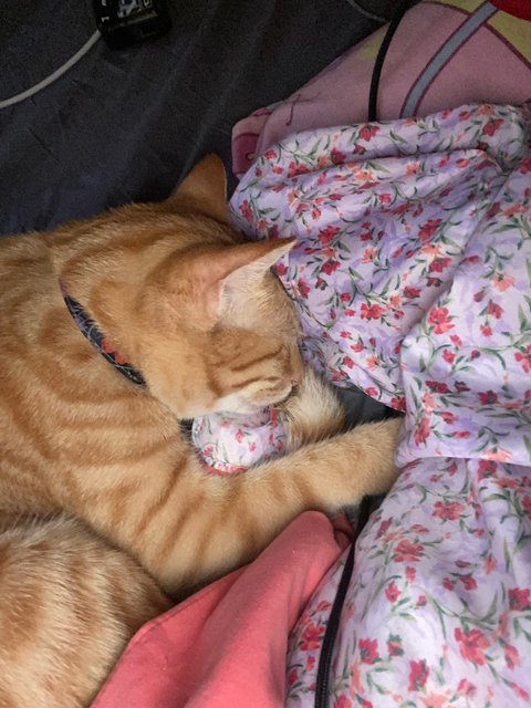 Soju - Domestic Short Hair Cat