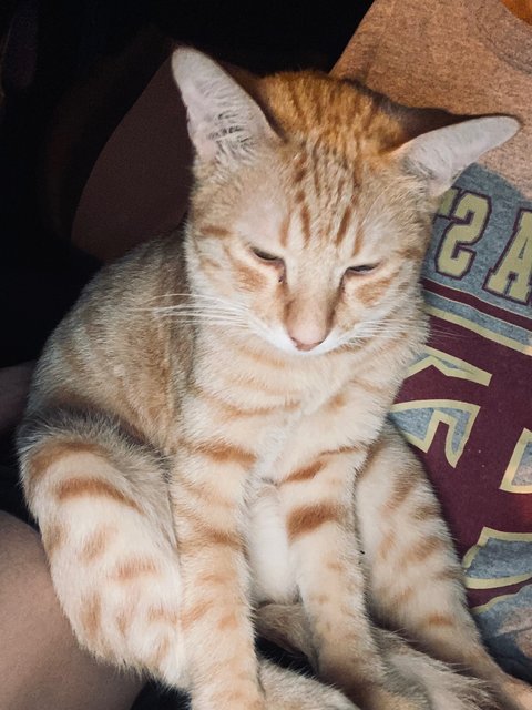 Soju - Domestic Short Hair Cat